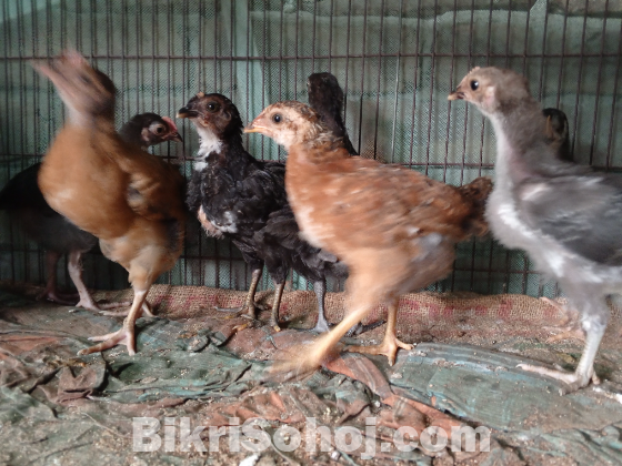 ১ মাস বয়সী দেশি মুরগির বাচ্চা